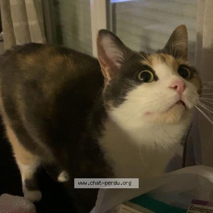 Photo de chat perdu à Chelles