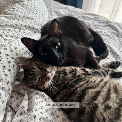 Photo 3/3 Vito Chat perdu à Salbris