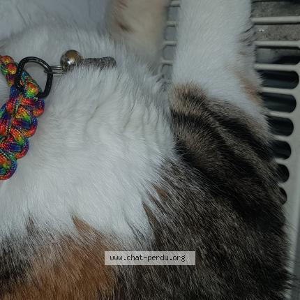 Photo de chat perdu à Savigneux