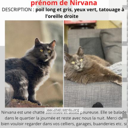 Photo 1/1 Chat retrouvé Perdu à Laval