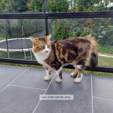 Photo de chat trouvé à Crevin