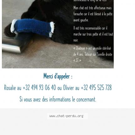 Photo 1/1 Chat retrouvé Perdu à Sommesous