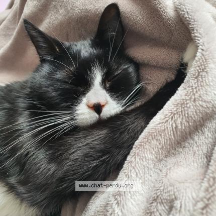 Photo de chat perdu à Ronchin 59790