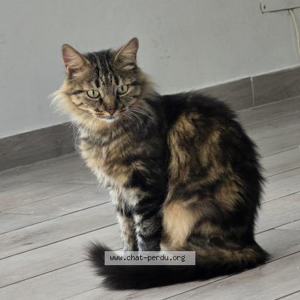 Photo de chat perdu à La Garde
