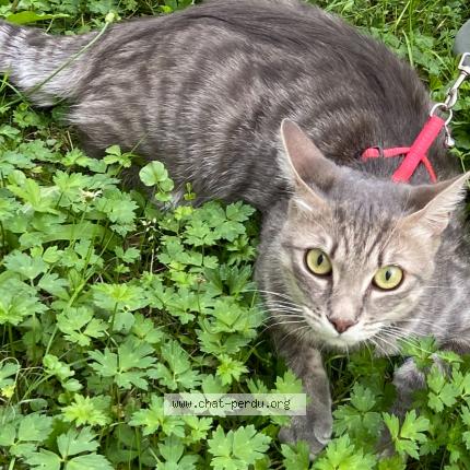 Photo 1/1 Tylou Chat perdu à Nevez port manec h