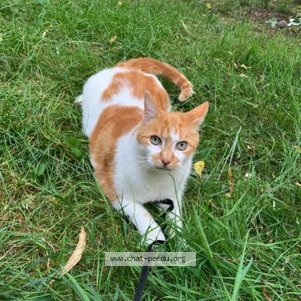 Photo 1/1 Chat retrouvé Perdu à 94120 Fontenay Sous Bois