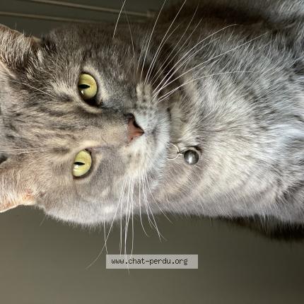 Photo 1/1 Shadow Chat perdu à Nohanent