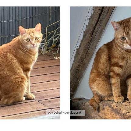 Photo de chat perdu à Paris