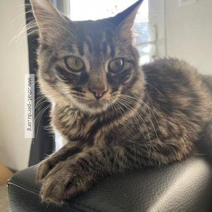 Photo de chat perdu à Trans Sur Erdre