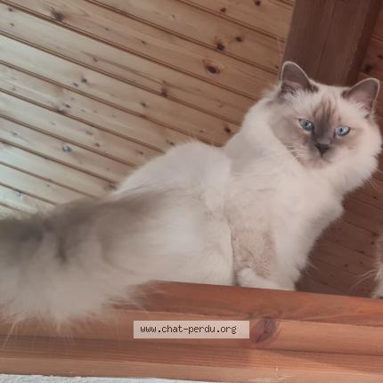 Photo 1/1 Chat retrouvé Perdu à Les Sables D Olonne