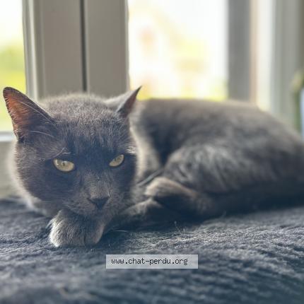 Photo de chat perdu à Fourmies