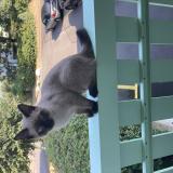 Photo de chat perdu à Bernex