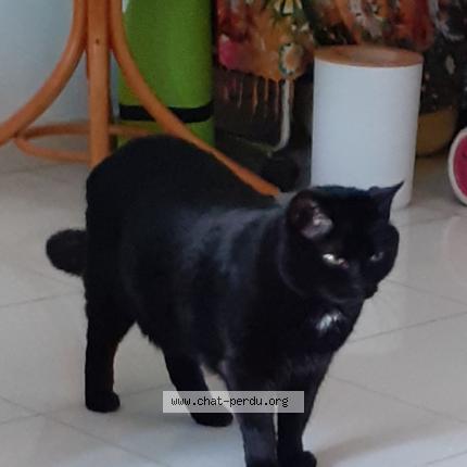 Photo de chat perdu à Pegomas