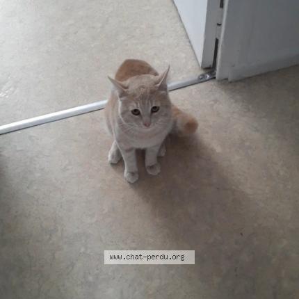 Photo 1/1 Loustique Chat perdu à St martin le vinoux