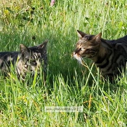 Photo 1/1 Chat retrouvé Perdu à Chomelix Sassac La Chaud D Arsac