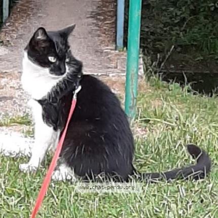 Photo de chat perdu à Saint Benoit De Carmaux