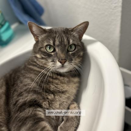 Photo de chat perdu à Merignac