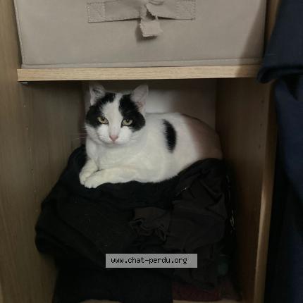 Photo de chat perdu à Merignac