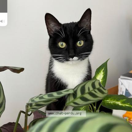 Photo de chat perdu à Trun