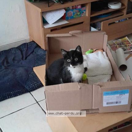 Photo 1/1 Chat retrouvé Trouvé à St Servais