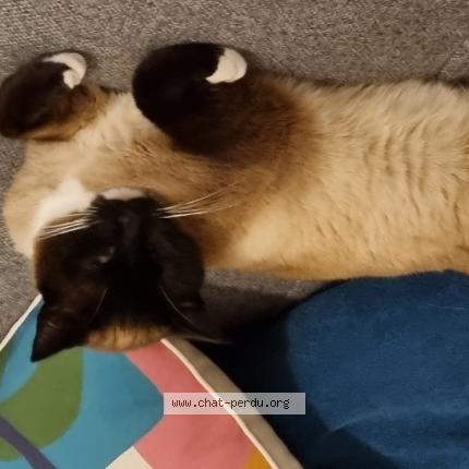 Photo de chat perdu à Nort Sur Erdre