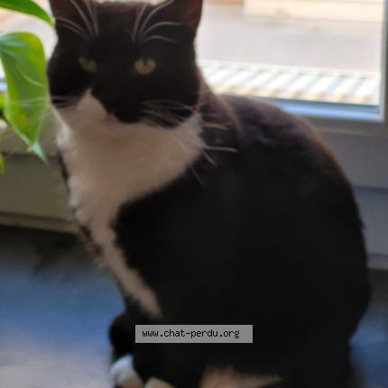 Photo de chat perdu à Nimes