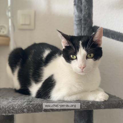 Photo 1/1 Chat retrouvé Perdu à Toulouse