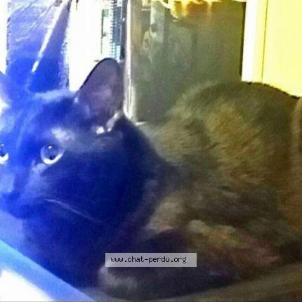 Photo de chat perdu à Villeurbanne
