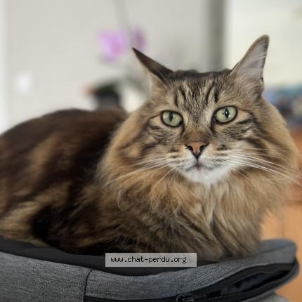 Photo de chat perdu à Aigrefeuille Sur Maine