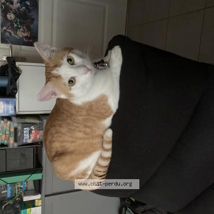 Photo 1/1 Chat retrouvé Perdu à Sury Le Comtal