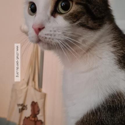 Photo 1/1 Chat retrouvé Perdu à Fleury Sur Orne