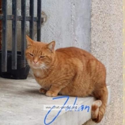 Photo 1/1 Chat retrouvé Perdu à Velizy villacoublay