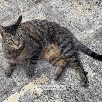 Photo 1/1 Chat retrouvé Perdu à Genay