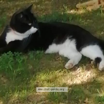 Photo 1/1 Chat retrouvé Perdu à Casteljaloux