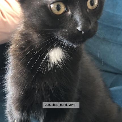 Photo de chat perdu à Les Sorinieres