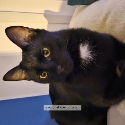 Photo de chat perdu à Frejus