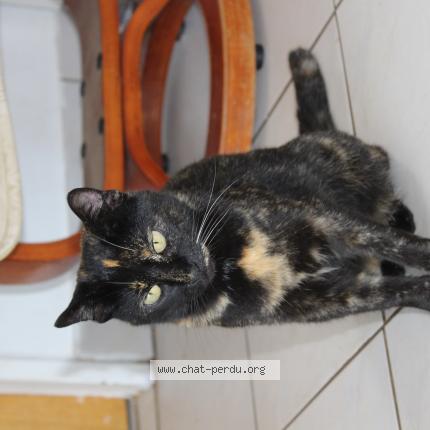 Photo 1/1 ecaille Chat perdu à Treogat