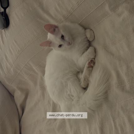 Photo 1/1 Chat retrouvé Perdu à Paris