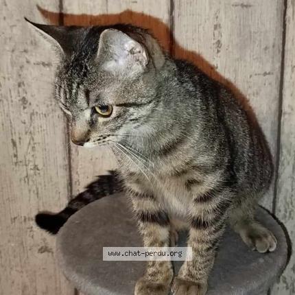 Photo de chat perdu à Marconnelle