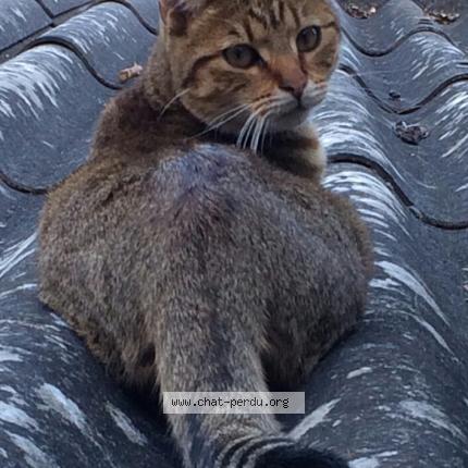 Photo 1/1 filou Chat perdu à Chatou