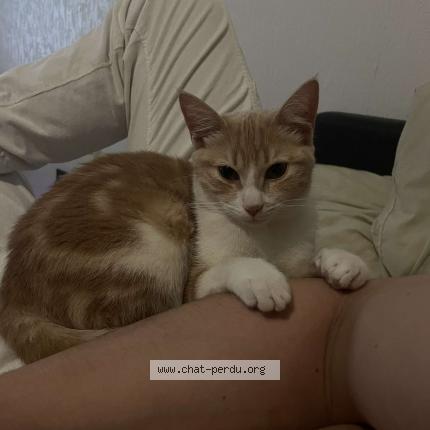 Photo 1/1 Chat retrouvé Perdu à Toulouse