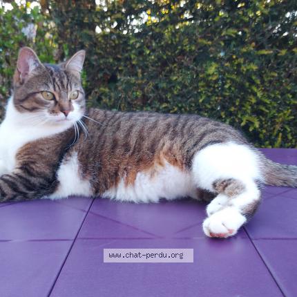 Photo de chat perdu à Mezidon Canon