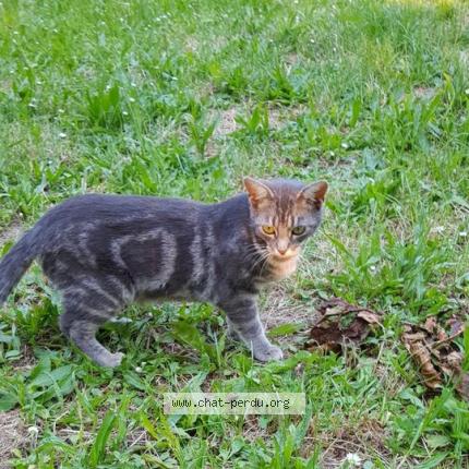Photo de chat perdu à Goussainville