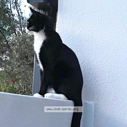 Photo 1/1 Chat retrouvé Perdu à Saint clement de riviere