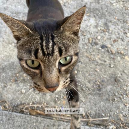Photo de chat trouvé à Branne