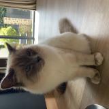 Photo de chat perdu à Le Chesnay