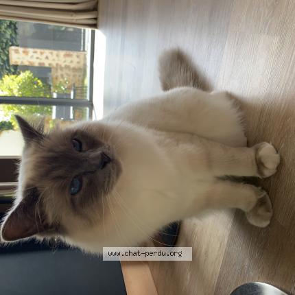 Photo 1/1 Chat retrouvé Perdu à Le chesnay