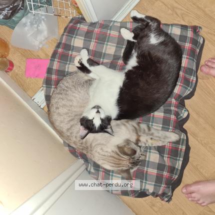 Photo de chat perdu à Cournon D Auvergne