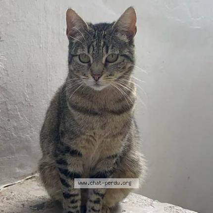 Photo 1/3 Cosette Chat perdu à Le pecq