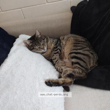 Photo 2/3 Cosette Chat perdu à Le pecq